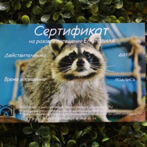 подарочный сертификат