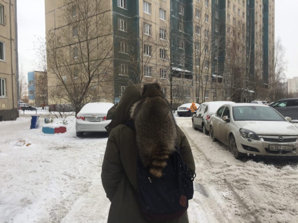 детеныш енота